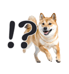 デカ文字わんとも！敬語柴犬（日常）（個別スタンプ：12）