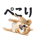 デカ文字わんとも！敬語柴犬（日常）（個別スタンプ：13）