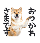 デカ文字わんとも！敬語柴犬（日常）（個別スタンプ：14）