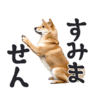 デカ文字わんとも！敬語柴犬（日常）（個別スタンプ：15）