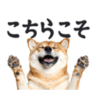 デカ文字わんとも！敬語柴犬（日常）（個別スタンプ：16）