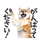 デカ文字わんとも！敬語柴犬（日常）（個別スタンプ：17）