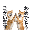 デカ文字わんとも！敬語柴犬（日常）（個別スタンプ：18）