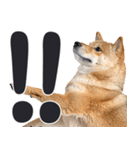 デカ文字わんとも！敬語柴犬（日常）（個別スタンプ：19）