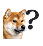 デカ文字わんとも！敬語柴犬（日常）（個別スタンプ：20）