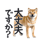 デカ文字わんとも！敬語柴犬（日常）（個別スタンプ：22）
