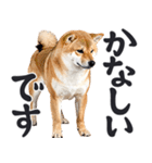 デカ文字わんとも！敬語柴犬（日常）（個別スタンプ：23）