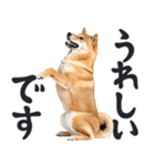デカ文字わんとも！敬語柴犬（日常）（個別スタンプ：24）