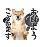デカ文字わんとも！敬語柴犬（日常）（個別スタンプ：25）