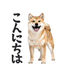 デカ文字わんとも！敬語柴犬（日常）（個別スタンプ：26）