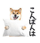 デカ文字わんとも！敬語柴犬（日常）（個別スタンプ：27）