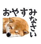 デカ文字わんとも！敬語柴犬（日常）（個別スタンプ：28）