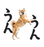 デカ文字わんとも！敬語柴犬（日常）（個別スタンプ：29）