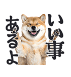 デカ文字わんとも！敬語柴犬（日常）（個別スタンプ：30）