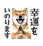 デカ文字わんとも！敬語柴犬（日常）（個別スタンプ：31）