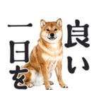 デカ文字わんとも！敬語柴犬（日常）（個別スタンプ：32）
