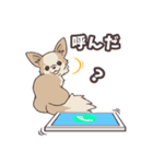 うちのイヌなど (ラブラドール＆チワワ)（個別スタンプ：25）