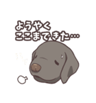 うちのイヌなど (ラブラドール＆チワワ)（個別スタンプ：32）