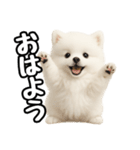 日常会話verポメラニアンの子犬（個別スタンプ：1）