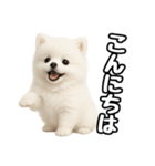 日常会話verポメラニアンの子犬（個別スタンプ：2）