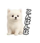 日常会話verポメラニアンの子犬（個別スタンプ：3）