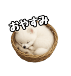 日常会話verポメラニアンの子犬（個別スタンプ：4）