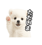 日常会話verポメラニアンの子犬（個別スタンプ：5）
