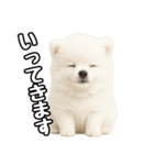 日常会話verポメラニアンの子犬（個別スタンプ：6）