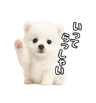 日常会話verポメラニアンの子犬（個別スタンプ：7）