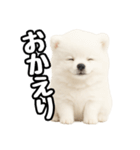 日常会話verポメラニアンの子犬（個別スタンプ：8）