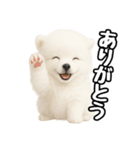 日常会話verポメラニアンの子犬（個別スタンプ：9）