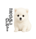 日常会話verポメラニアンの子犬（個別スタンプ：10）