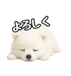 日常会話verポメラニアンの子犬（個別スタンプ：12）