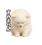 日常会話verポメラニアンの子犬（個別スタンプ：14）