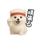 日常会話verポメラニアンの子犬（個別スタンプ：17）