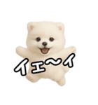 日常会話verポメラニアンの子犬（個別スタンプ：20）