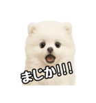 日常会話verポメラニアンの子犬（個別スタンプ：21）