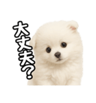 日常会話verポメラニアンの子犬（個別スタンプ：22）