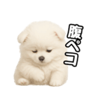 日常会話verポメラニアンの子犬（個別スタンプ：23）