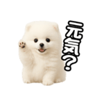 日常会話verポメラニアンの子犬（個別スタンプ：25）