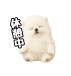 日常会話verポメラニアンの子犬（個別スタンプ：27）