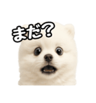 日常会話verポメラニアンの子犬（個別スタンプ：29）