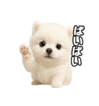 日常会話verポメラニアンの子犬（個別スタンプ：31）