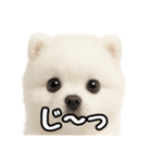 日常会話verポメラニアンの子犬（個別スタンプ：33）