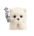 日常会話verポメラニアンの子犬（個別スタンプ：34）