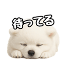 日常会話verポメラニアンの子犬（個別スタンプ：35）