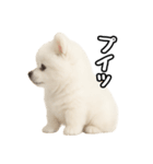 日常会話verポメラニアンの子犬（個別スタンプ：36）