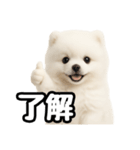 日常会話verポメラニアンの子犬（個別スタンプ：37）