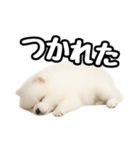 日常会話verポメラニアンの子犬（個別スタンプ：38）