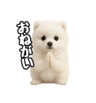 日常会話verポメラニアンの子犬（個別スタンプ：39）